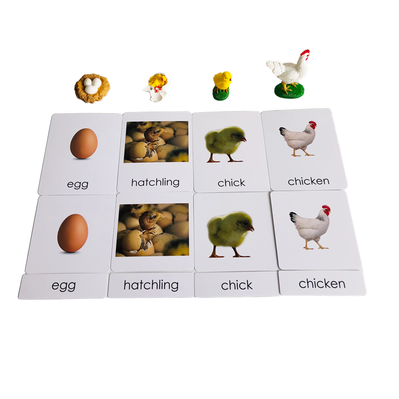 Tarjetas y modelos de animales - Kids Toys Cycle reseña y precio