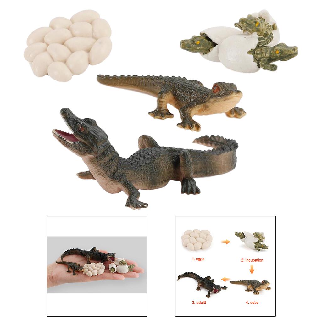 Modelo Educativo del Ciclo de  - Kids Toys Cycle reseña y precio